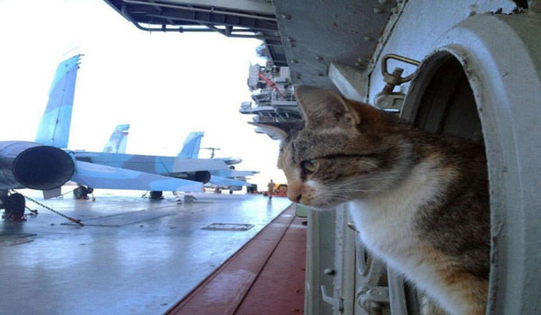 我国海军的军舰有没有舰猫？
