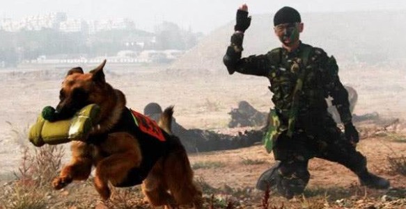 一只合格的军犬是如何训练的？能执行哪些任务？